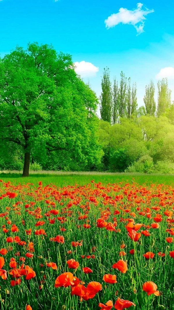 природа лета