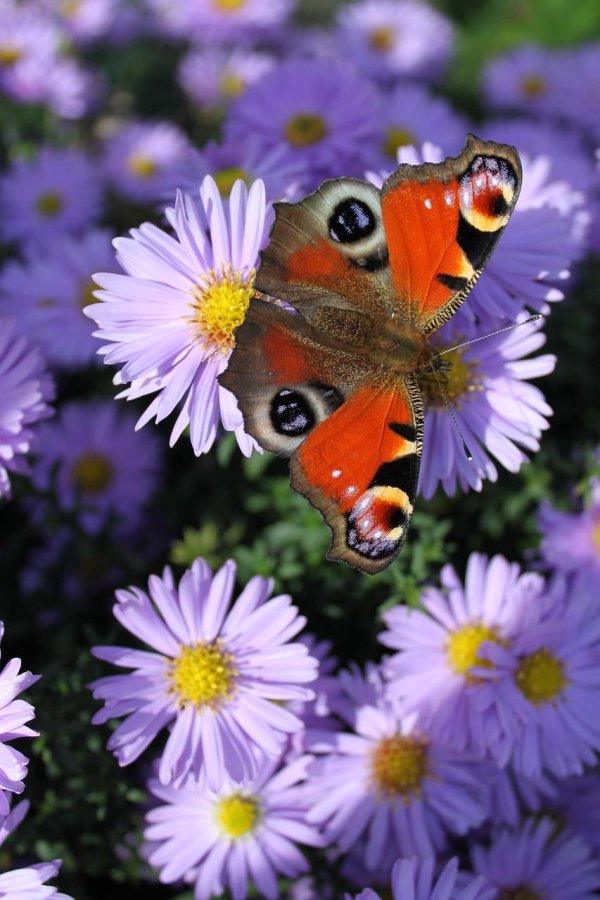 бабочка павлиний глаз
