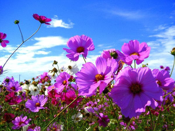 cosmos flower
