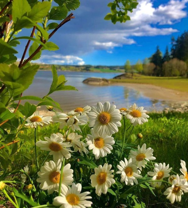 пейзаж с ромашками