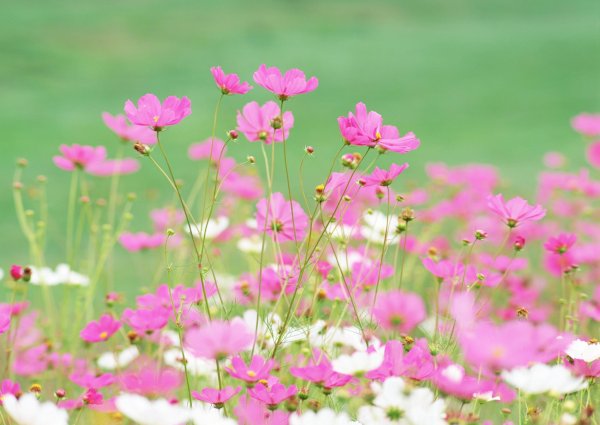 cosmos flower