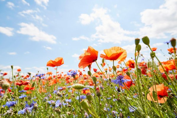 poppies and cornflowers