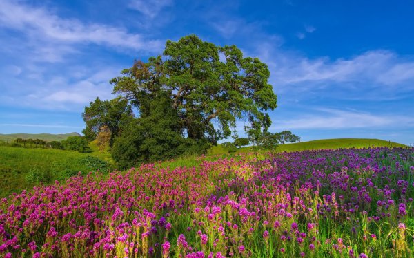 цветущая поляна советская гавань