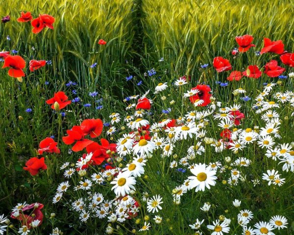поле полевых цветов