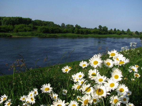 ромашки у реки