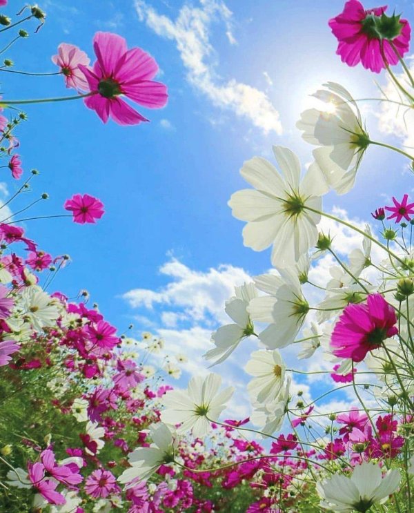 небо цветы