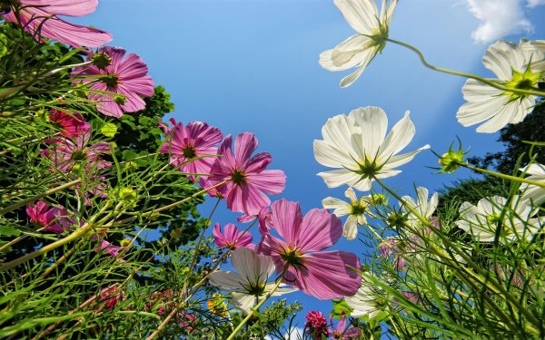 cosmos flower