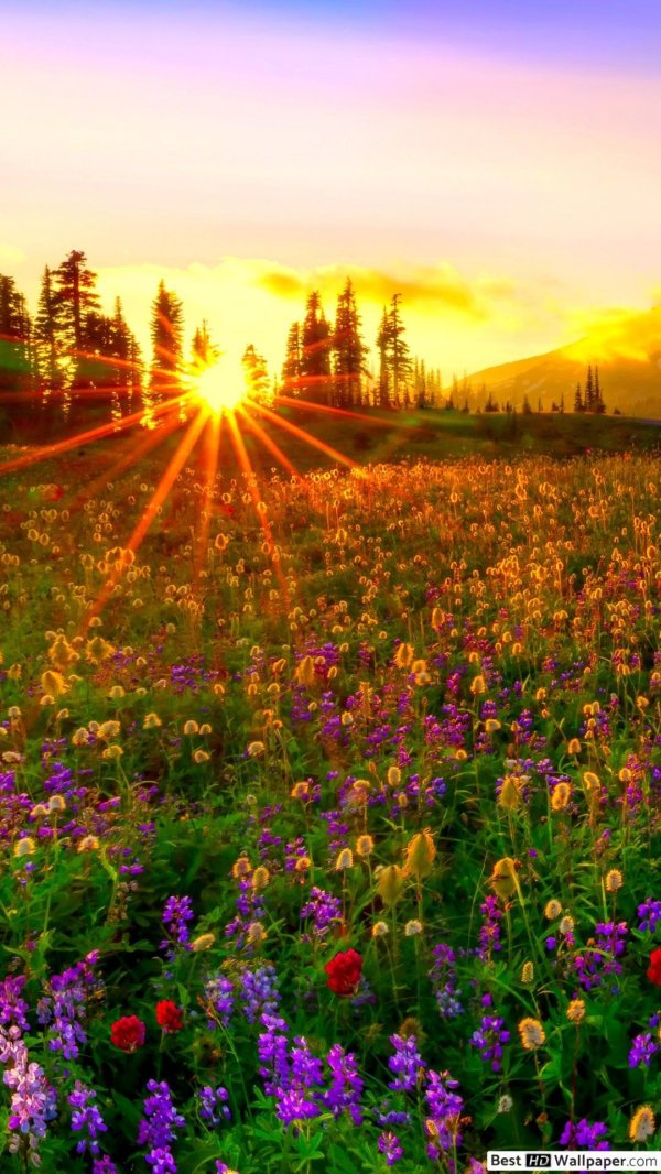 цветочное поле