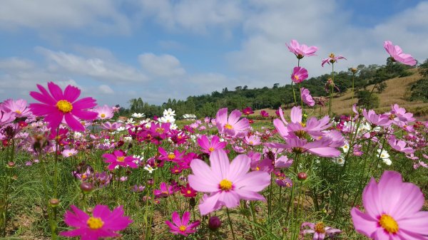 cosmos flower