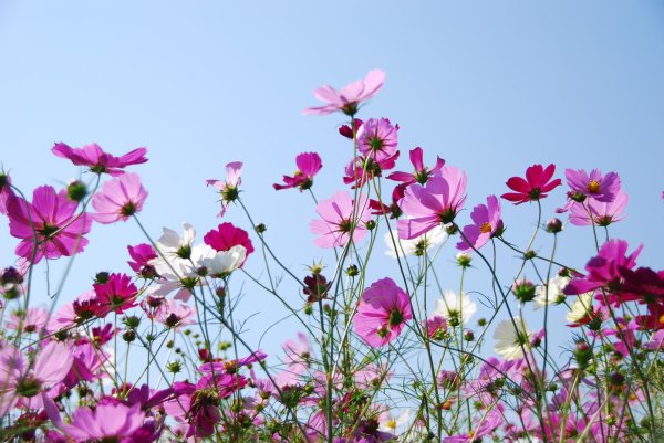 cosmos flower