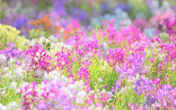 цветок яркий