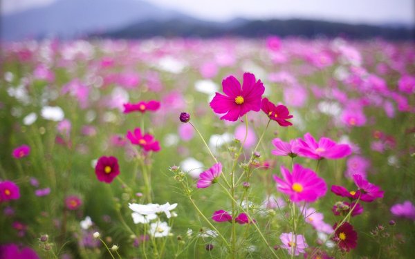 cosmos flower