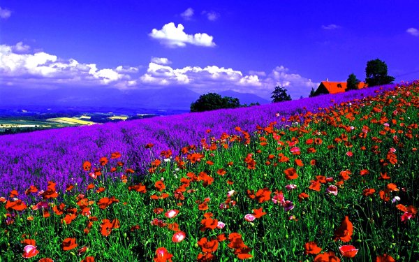 цветущее поле