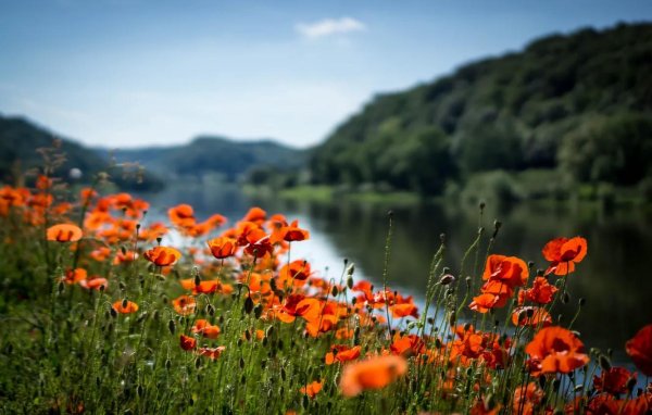 маковое поле