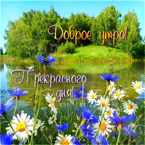 ромашки и васильки