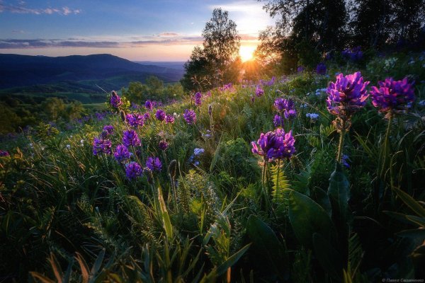 цветок полевой