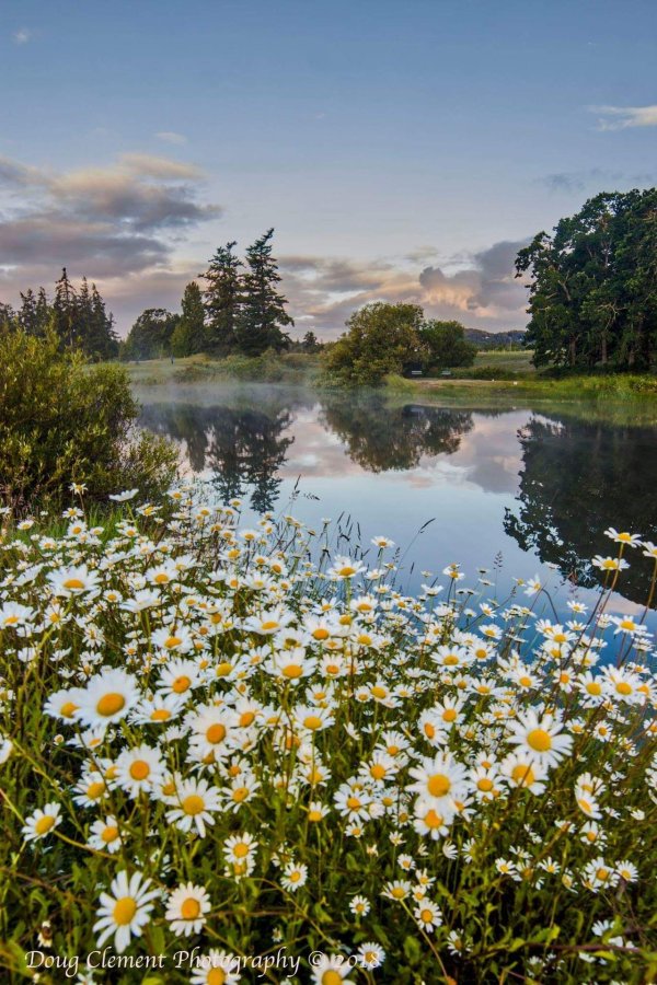 природа ромашки