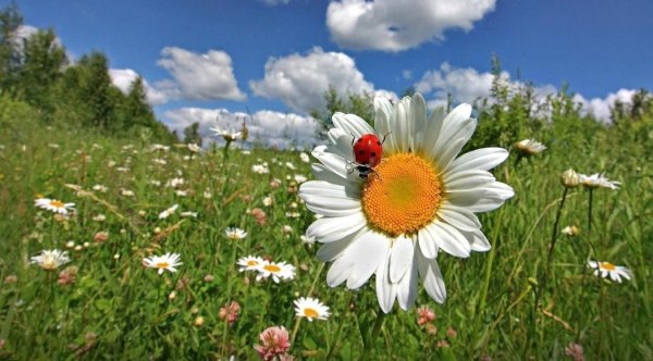 ромашка луговая