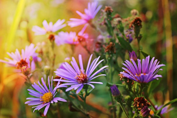 астра многолетняя октябринка