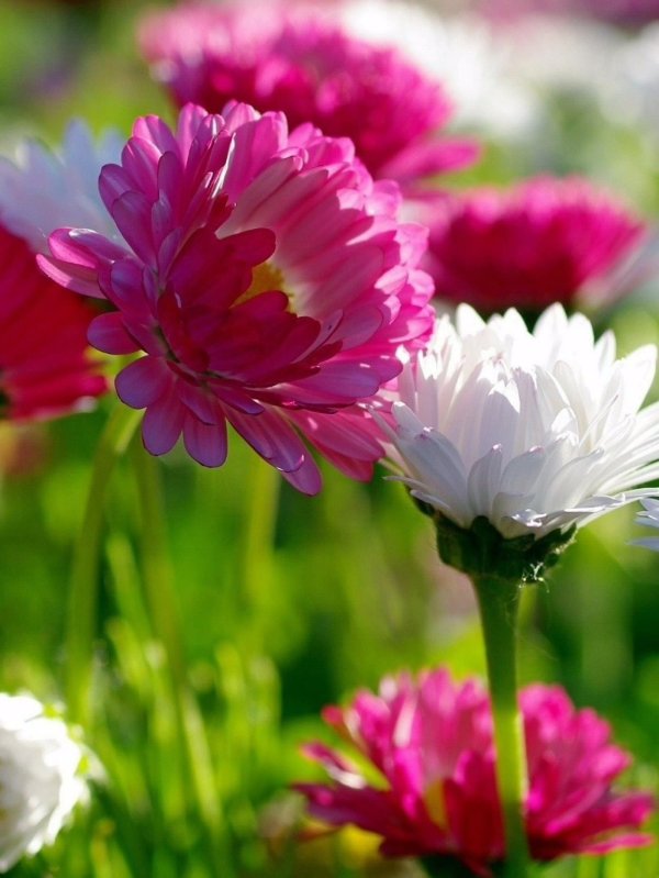 цветок красивый