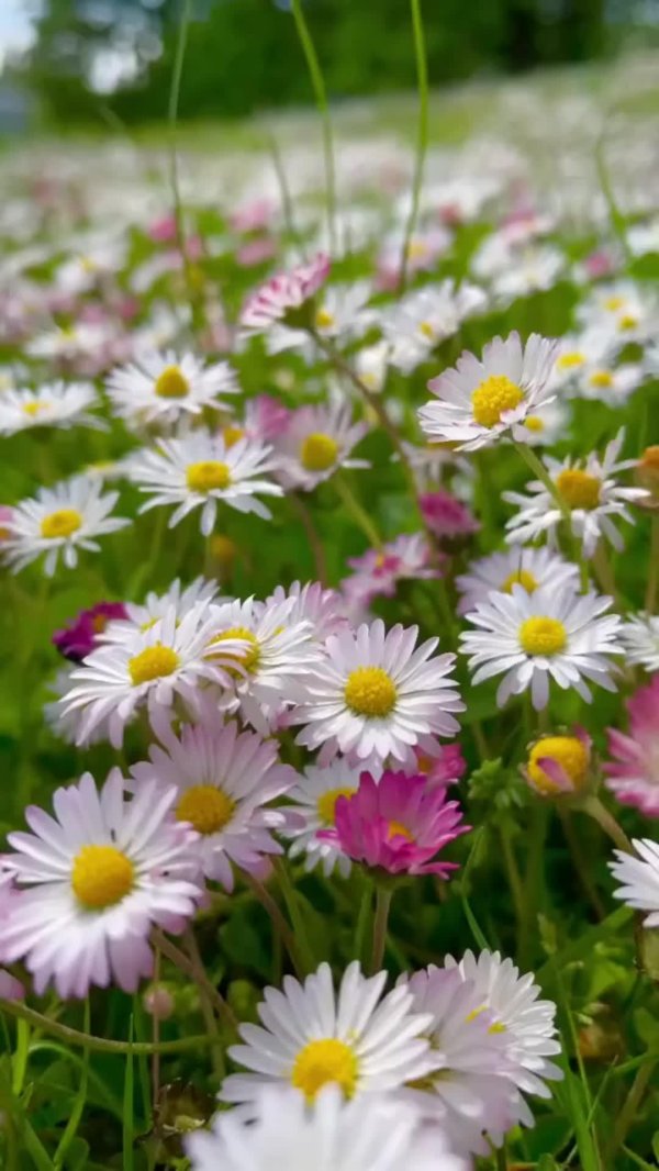 маргаритка многолетняя полевая