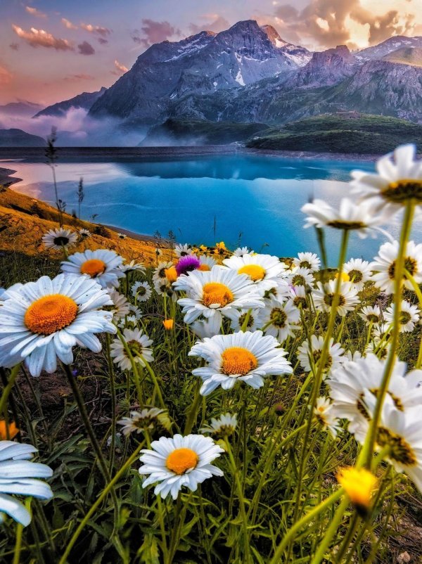 поле ромашек