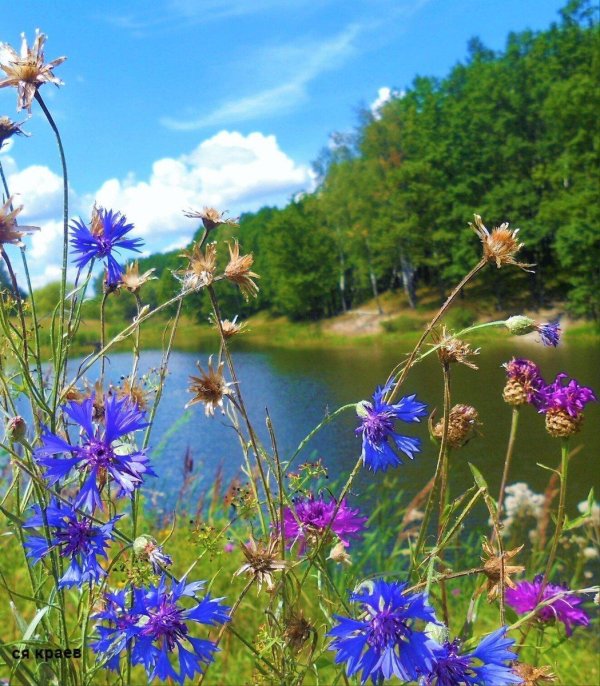 василёк придунайский