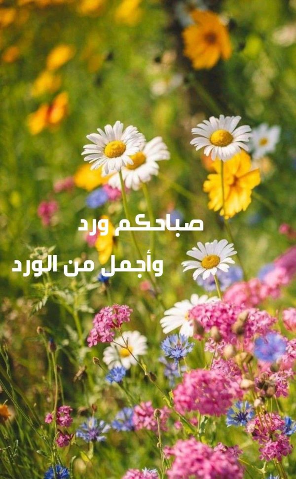 Природы лето с цветами