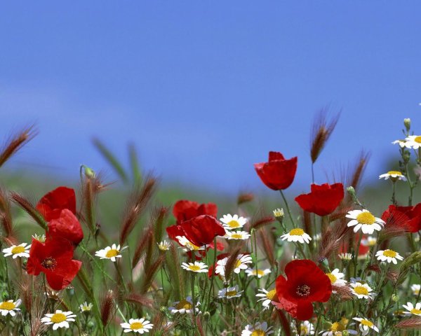 маки и ромашки