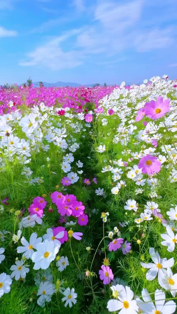 cosmos flower
