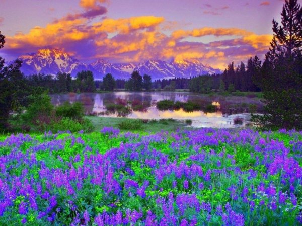 цветущий луг йеллоустоун