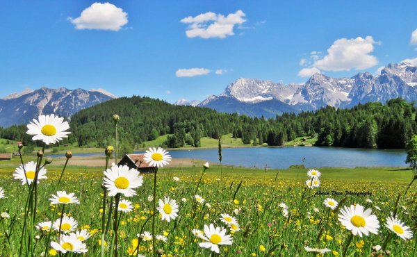 горный алтай альпийские луга