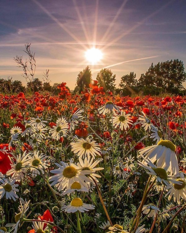 ромашковое поле