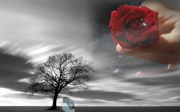 роза разлуки