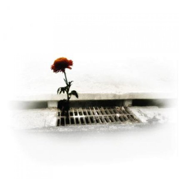 цветок бархатцы