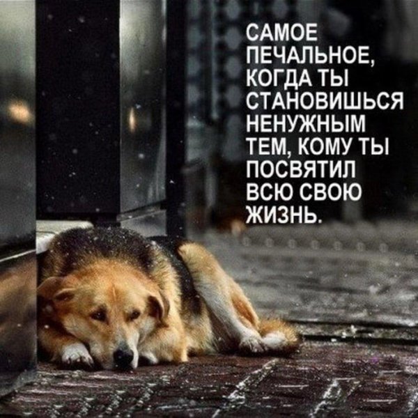 брошенные животные