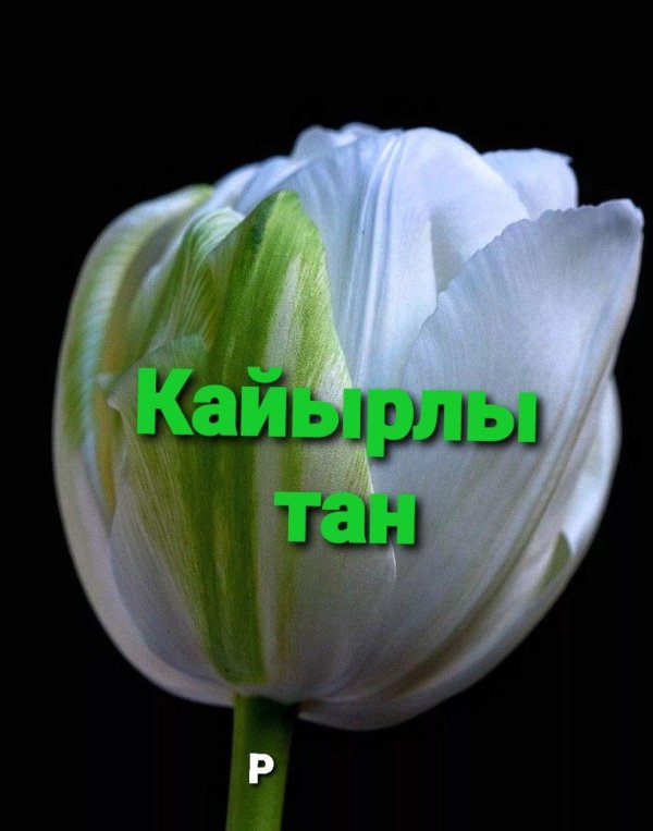 тюльпан белый