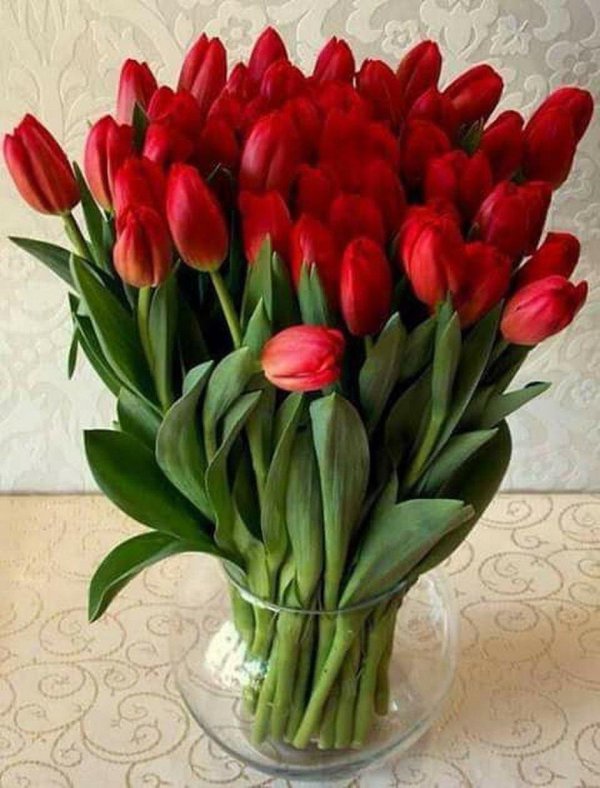 красные тюльпаны
