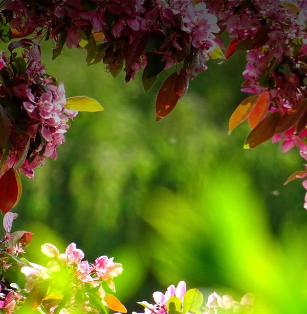 весна цветение