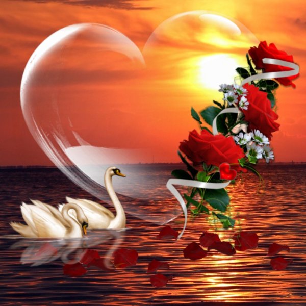 влюбленные лебеди