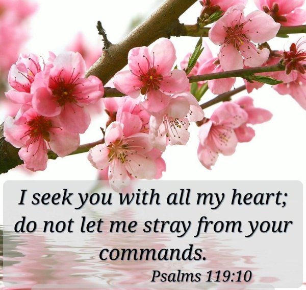 сакура цветки