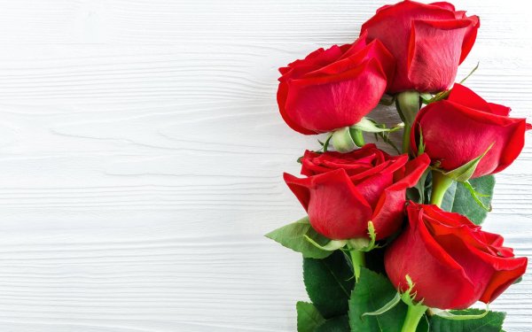 красная роза