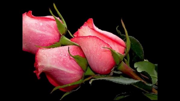 чудесные розы