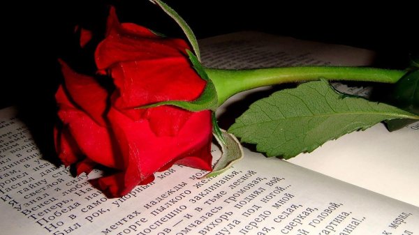 поэзия роза