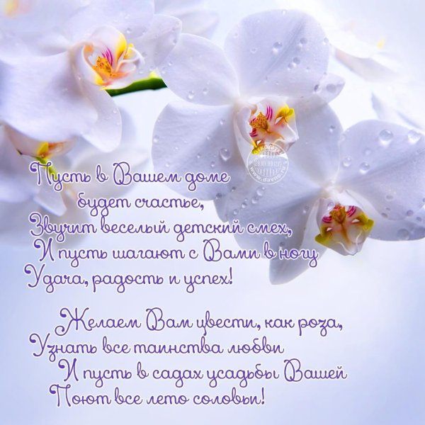 белые орхидеи