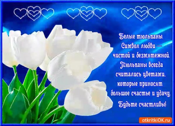 белый тюльпан