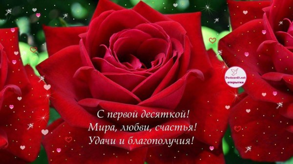 роза открытка