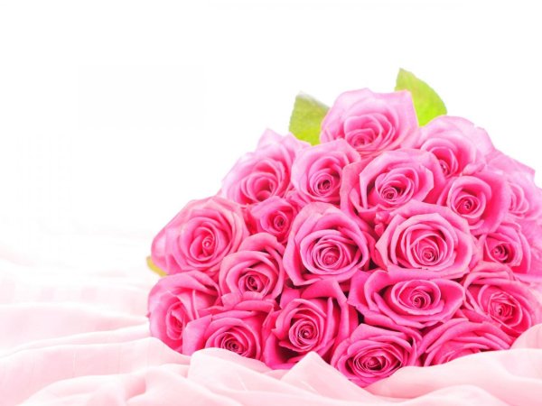 розовая роза