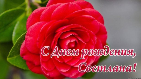 миддлемист камелия