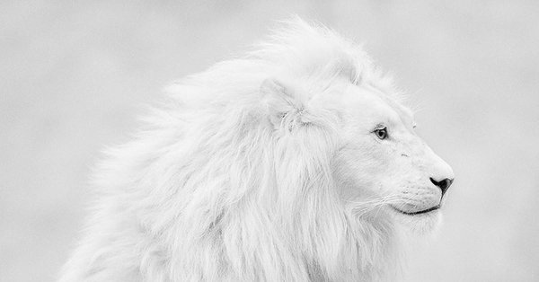 лев альбинос